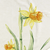 Daffodil / Throw (50