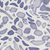 Leopard Blue / Throw (50