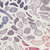 Leopard MultiColor / Throw (50
