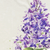 Lilac / Throw (50