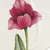 Parrot Tulip / Throw (50