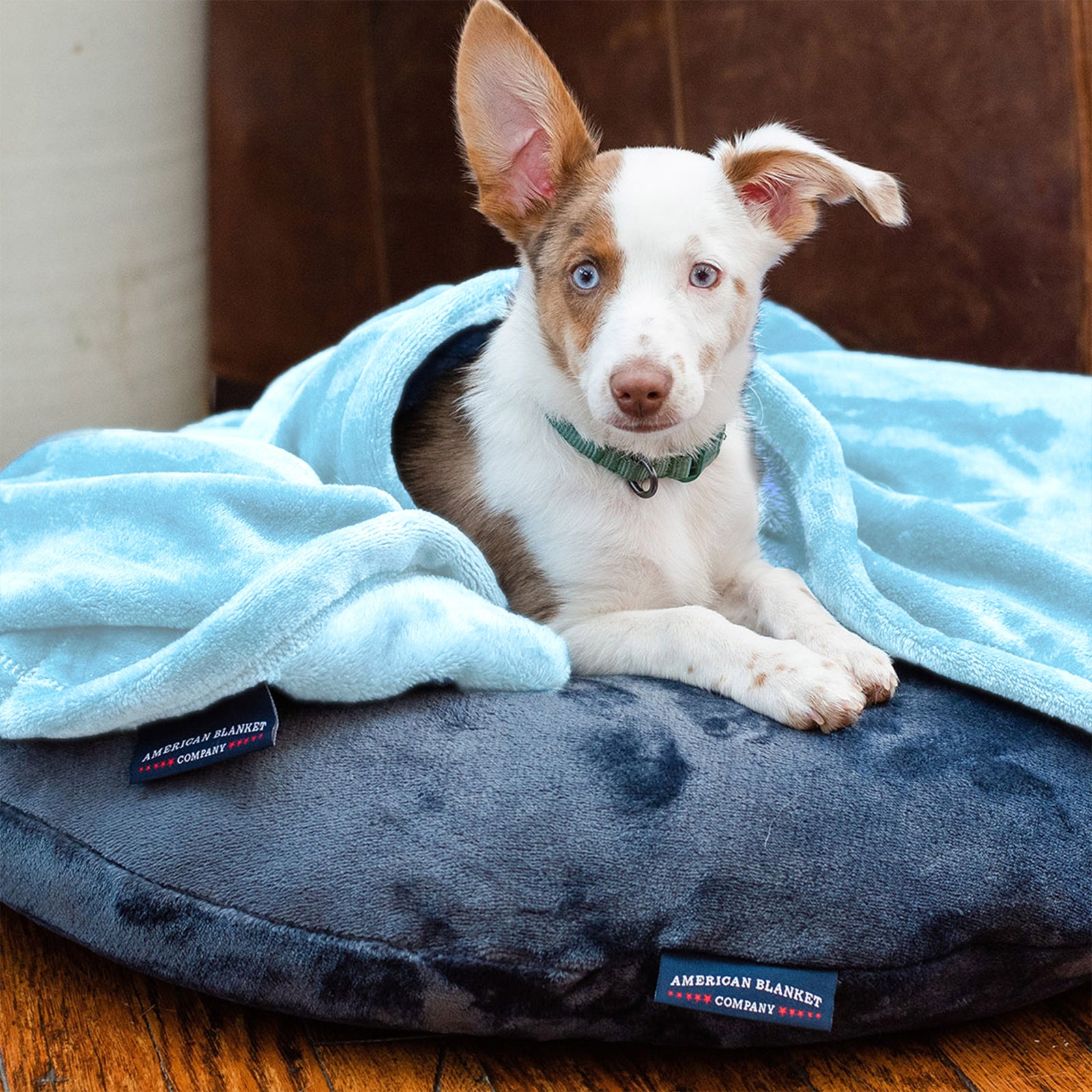 AMERICAN BLANKET COMPANY - Luster Loft fleece blankets - Pet Fleece Blankets - A BLUE EYED DOG WRAPPED IN A LUSTER LOFT FLEECE BLANKET ONTOP OF A LUSTER LOFT FLEECE PET BED