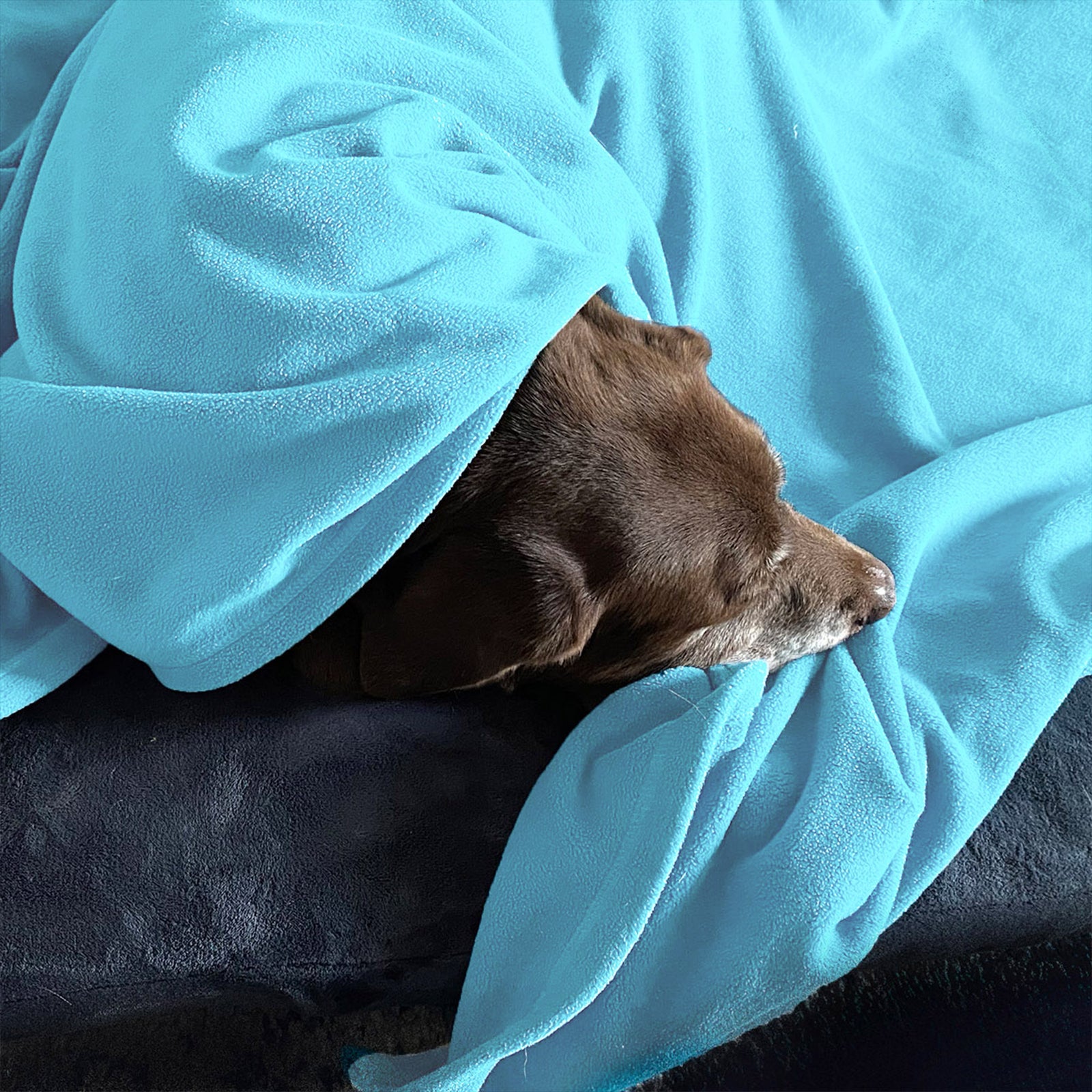 American Blanket Company - Peaceful Touch Fleece Pet Blankets - pictured is a light brown puppy snuggled on a luster loft fleece pet bed with a peaceful touch fleece pet blanket in light blue.