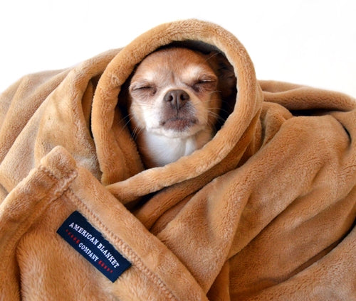 AMERICAN BLANKET COMPANY - Luster Loft fleece blankets - Pet Fleece Blankets - a dog looking cozy, wrapped up in a brown luster loft fleece blanket.