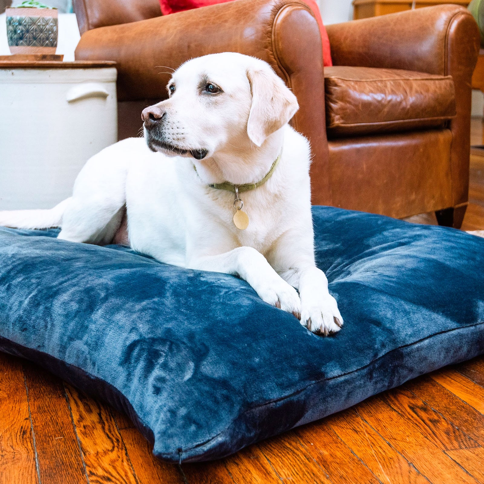 American Blanket Company - Luster Loft Fleece Pet Bed - A white dog sitting on a luxury blue fleece dog bed.