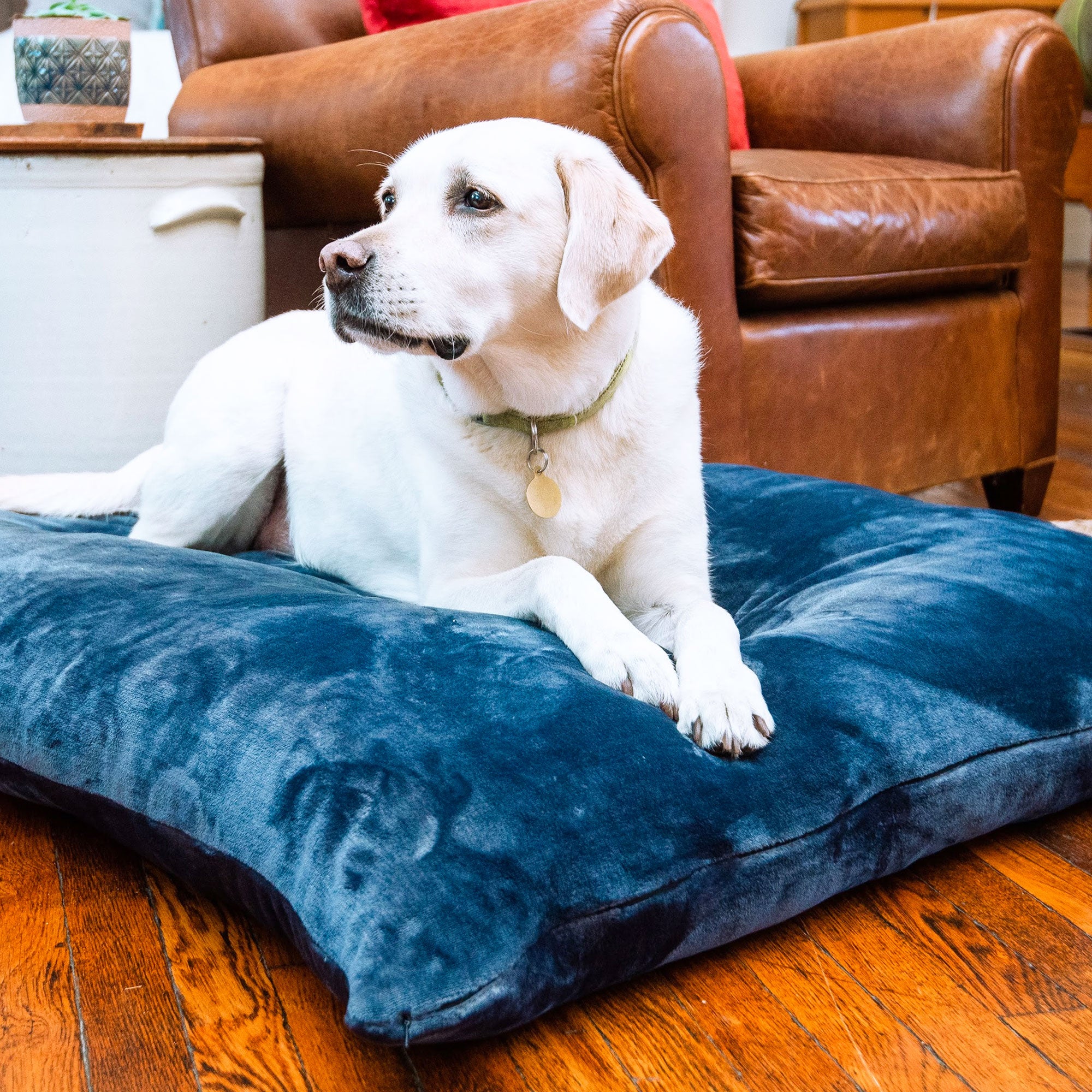 American Blanket Company - Luster Loft Fleece Pet Bed - A white dog sitting on a luxury blue fleece dog bed.
